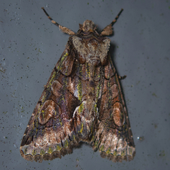 Allophyes oxyacanthae