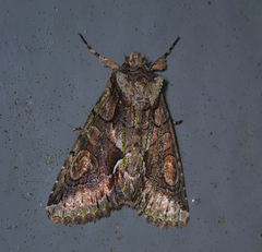 Allophyes oxyacanthae