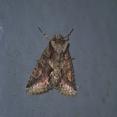 Allophyes oxyacanthae