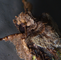 Allophyes oxyacanthae