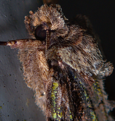 Allophyes oxyacanthae