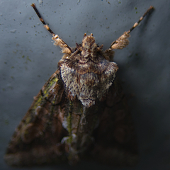 Allophyes oxyacanthae