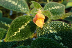 Episcia