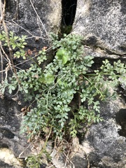 Asplenium ruta-muraria