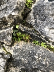 Encalypta streptocarpa