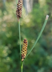 Carex nigra