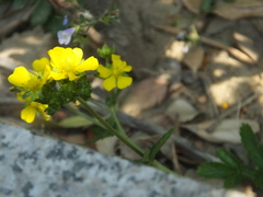 Potentilla kleiniana