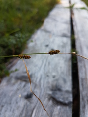 Carex nigra