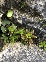 Encalypta streptocarpa