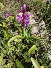 Orchis olbiensis