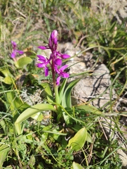 Orchis olbiensis