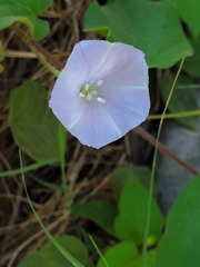 Jacquemontia pringlei