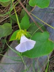 Jacquemontia pringlei