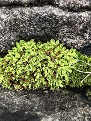 Encalypta streptocarpa