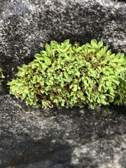 Encalypta streptocarpa