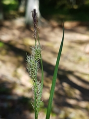 Carex nigra