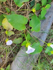 Jacquemontia pringlei