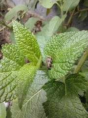 Pantomorus postfasciatus