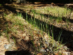 Carex nigra
