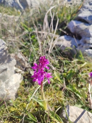 Orchis olbiensis