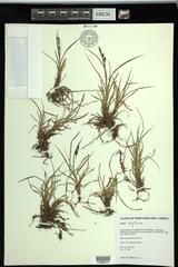 Carex stylosa