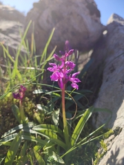 Orchis olbiensis