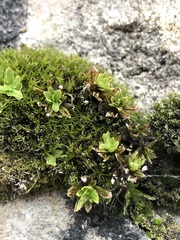 Encalypta streptocarpa