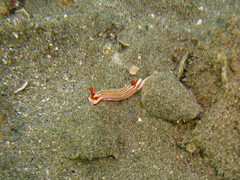 Hypselodoris maridadilus