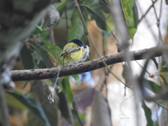 Todirostrum nigriceps