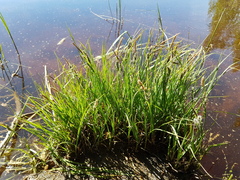 Carex nigra