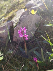 Orchis olbiensis