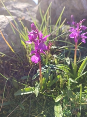 Orchis olbiensis