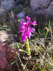 Orchis olbiensis