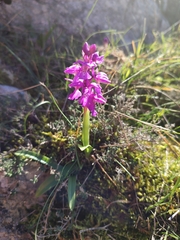 Orchis olbiensis