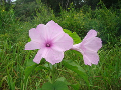 Ipomoea carnea
