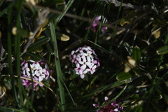 Pimelea alpina