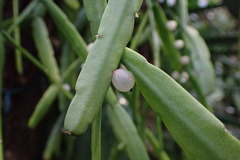 Rhipsalis micrantha