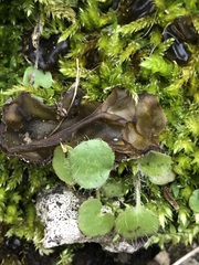 Nostoc commune