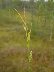 Carex nigra