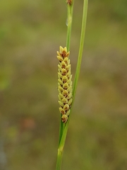 Carex nigra