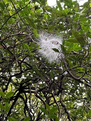 Anodendron affine