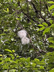 Anodendron affine