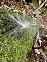 Anodendron affine