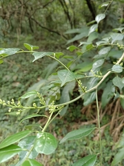 Zanthoxylum scandens