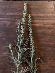 Ambrosia tenuifolia