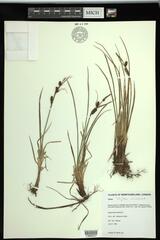Carex stylosa