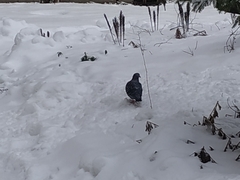 Columba livia domestica