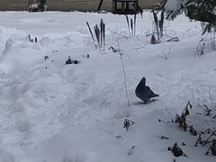 Columba livia domestica