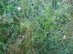 Dipsacoideae