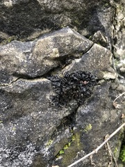 Lathagrium undulatum